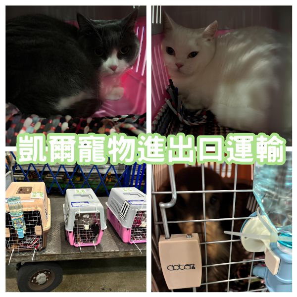 2024/10/21『香港』兩隻曼赤肯貓貓+臘腸狗狗一同作伴飛香港囉~~~
